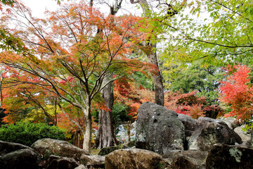 長崎の長崎公園のモミジ10