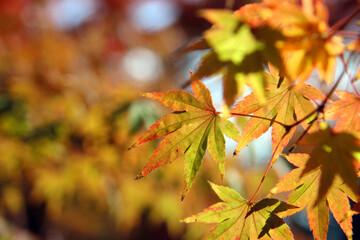 長崎の長崎公園のモミジ13