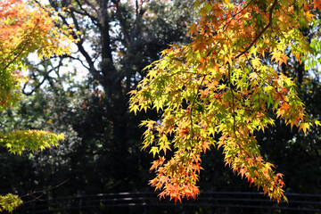 長崎の長崎公園のモミジ12