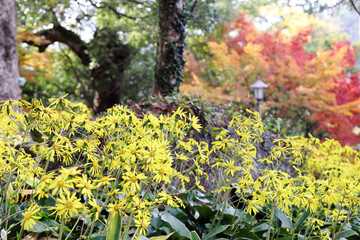 長崎のつわぶきとモミジの紅葉