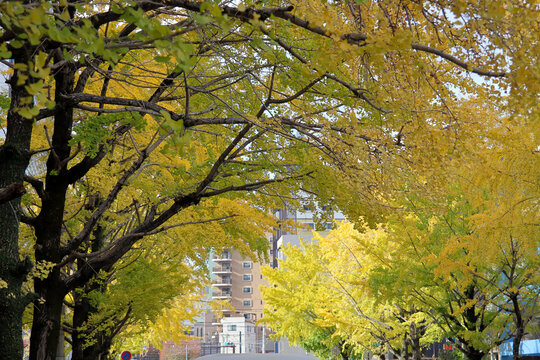 長崎の市民会館横のイチョウ並木