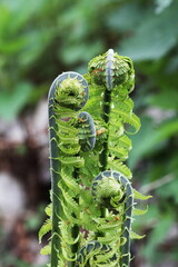 Young fern in spring
