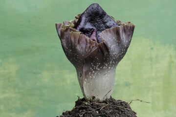 The beauty of the stink lily flower in full bloom. This plant with unpleasant-smelling flowers has the scientific name Amorphophallus paeoniifolius. - obrazy, fototapety, plakaty