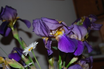 Delicate purple iris blossom with fresh petals and natural beauty.