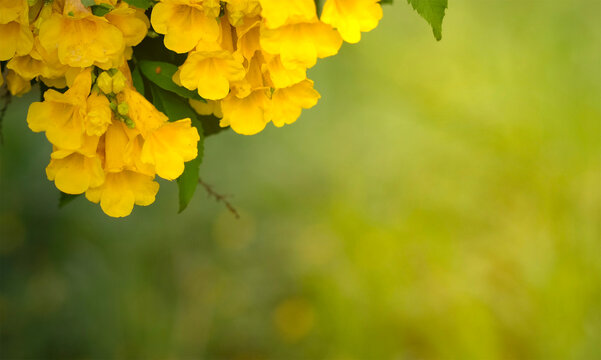 Yellow flowers are pictured in the upper right corner on a yellow background.