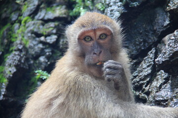 close up shot Thai Monkey looking something in nature