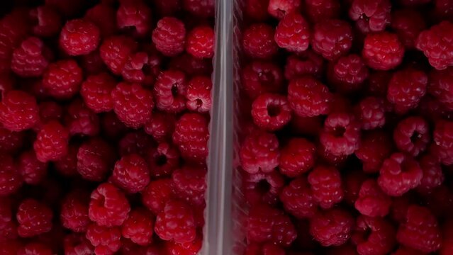 A container of raspberries. A vibrant medley of juicy berries, bursting with the power of superfoods, nestled in a bramble of tangled vines, from tayberries to dewberries, all crowned by the ruby