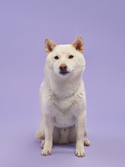 White Shiba Inu dog on purple backdrop. Studio shot captures its playful charm and fluffy elegance