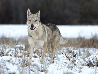 Czechoslovakian Wolfdog snow wild animal