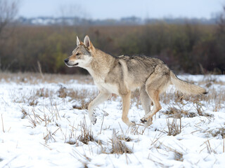Fototapeta premium Czechoslovakian Wolfdog snow wild animal