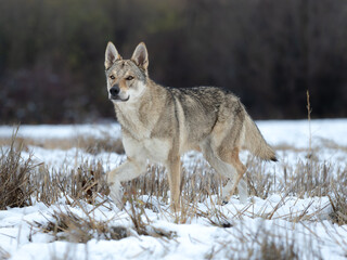 Czechoslovakian Wolfdog snow wild animal