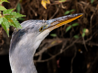 水辺のアオサギ