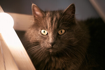 A portrait of a beautiful fluffy tabby cat, relaxing on a soft surface and showing its adorable face and fur.