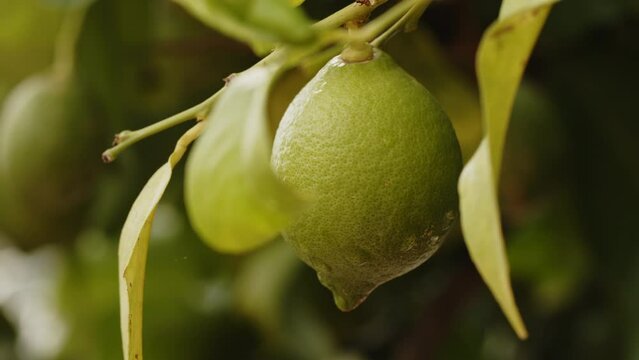 Green lemon fruit growing on a lemon tree branch. Closeup footage of a fresh fruit with raindrops on it. Citrus food concept.