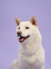 White Shiba Inu dog on purple backdrop. Studio shot captures its playful charm and fluffy elegance