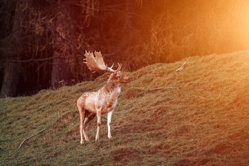A sunlit red deer stag with new velvet antlers looks at the camera from the side. The majestic wild animal is alert and curious in the summer grassland. The photo has copy space for text.