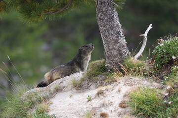 alpine marmot well feed on an alpine meadow