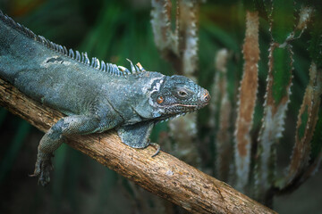 Green Iguana Lizard (Iguana iguana) - obrazy, fototapety, plakaty