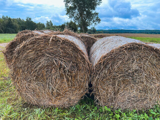 Close-up of haystacks in the field, made by farmers for winter preparations, are rolled and baled as fodder and feed for the animals in the rural scene.
