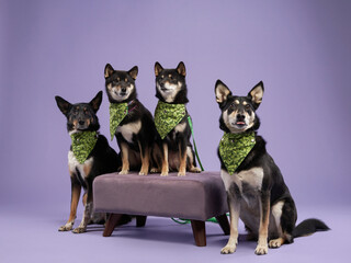 Shiba Inu dogs family in green bandanas, regal and alert. A quartet poses on purple, their poise...