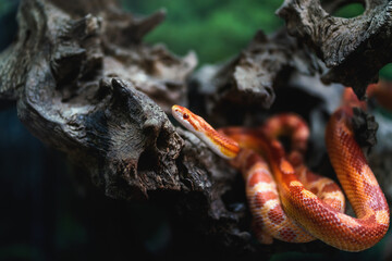 Fluorescent Orange Corn Snake (Pantherophis guttatus) - obrazy, fototapety, plakaty