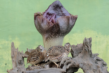 A number of brown quail are hunting for termites on a rotting tree trunk covered with flowering...