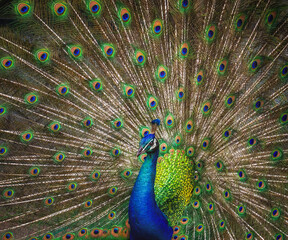 Peacock with open tail - Indian Peafowl (Pavo cristatus)