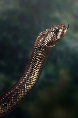 South American Rattlesnake Viper (Crotalus durissus) - Cascavel - obrazy, fototapety, plakaty