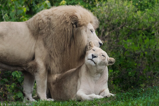 Romantic White Lion and Lioness Playing (Panthera leo) - Leucistic Lion