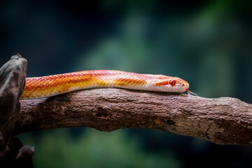 Fluorescent Orange Corn Snake (Pantherophis guttatus) - obrazy, fototapety, plakaty