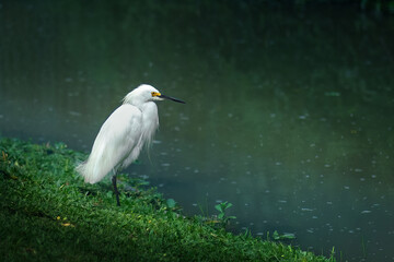 Snowy Egret bird (Egretta thula)