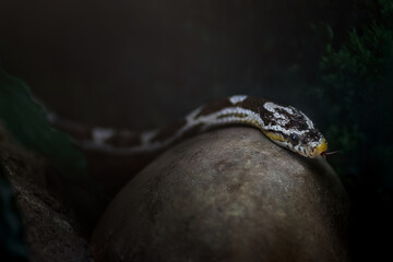 Anerythristic Corn Snake (Pantherophis guttatus)