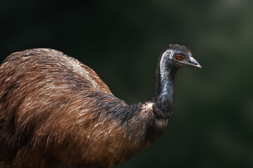 Emu (Dromaius novaehollandiae) - Australian Flightless Bird