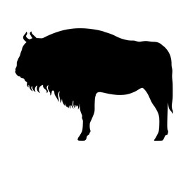 Silhouette of a bison