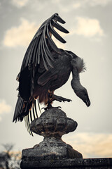 Fototapeta premium Vulture on the stone