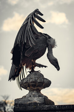 Vulture on the stone