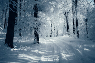 snow covered road in frozen winter woods