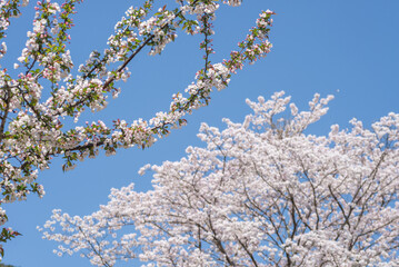 桜の花をバックに青空の下のカイドウの花