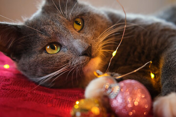 Kitten Sniffs and Chews a Garland on Red Knitted Blanket. Gift Box, Christmas Lights and Shiny...