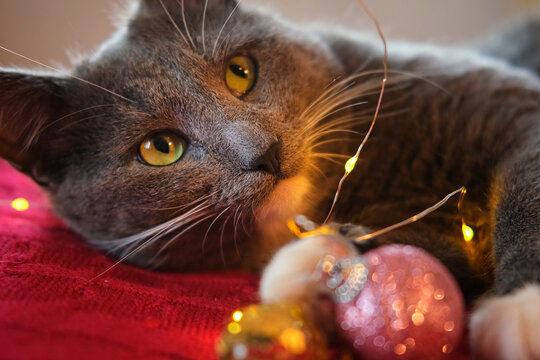 Kitten Sniffs and Chews a Garland on Red Knitted Blanket. Gift Box, Christmas Lights and Shiny Decoration Background. Gray Cat is Playing, Preparing to Celebration Xmas. Cute Pet. Funny Animals. Humor