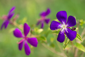緑をバックに青紫から赤紫のノボタンの花