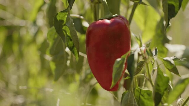 Sweet red paprika or capia pepper hanging on a plant in a vegetable garden or a farm. Closeup real time footage under the warm summer sun.
