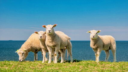 Fototapeta premium Lambs and Sheep on the Dutch dike by the lake IJsselmeer, Spring views, Netherlands Sheeps in a meadow on green grass. Netherlands Noordoospolder, group of sheep looking in camera