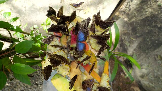 Looking down on Blue Morpho Butterflies flapping wings