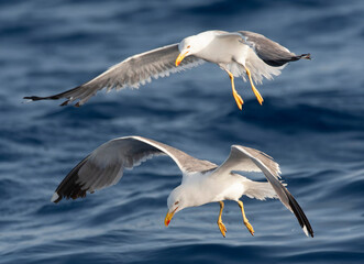 Yellow-legged Gull, Larus michahellis michahellis