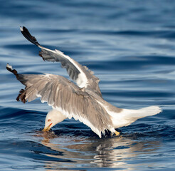 Yellow-legged Gull, Larus michahellis michahellis