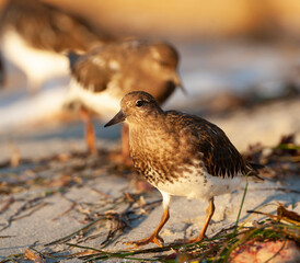 Black Turnstone, Arenaria melanocephala