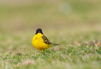 Black-headed Wagtail, Motacilla feldegg