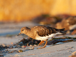 Black Turnstone, Arenaria melanocephala