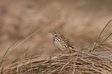 Fototapeta premium Meadow Pipit, Anthus pratensis